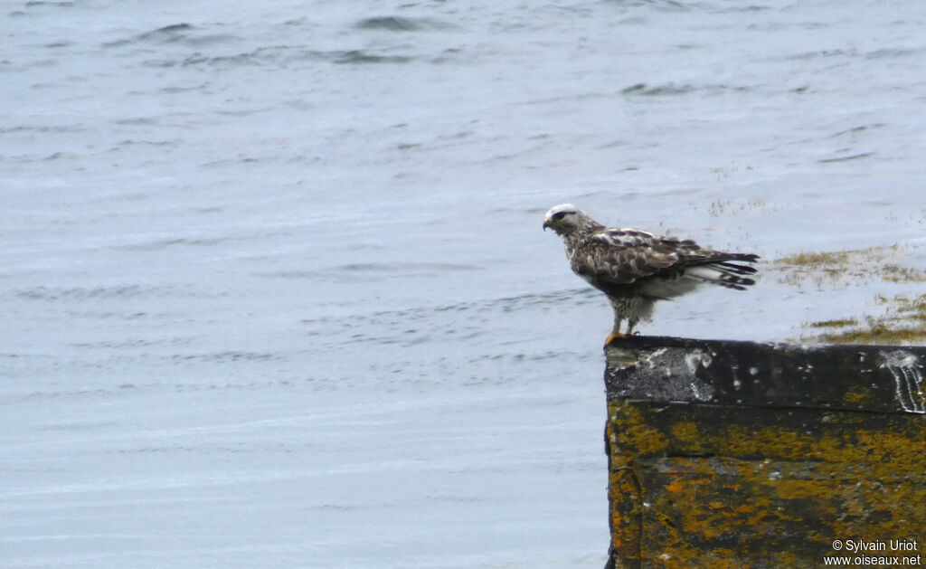 Rough-legged Buzzard male adult