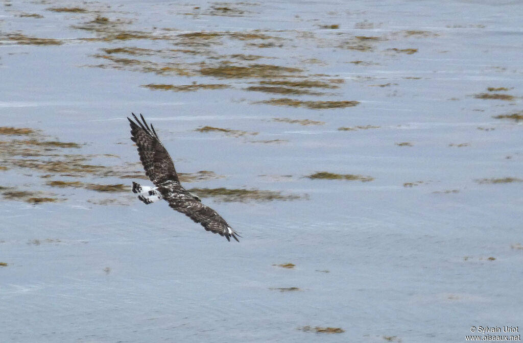 Rough-legged Buzzard male adult