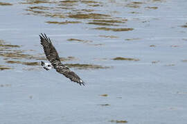 Rough-legged Buzzard