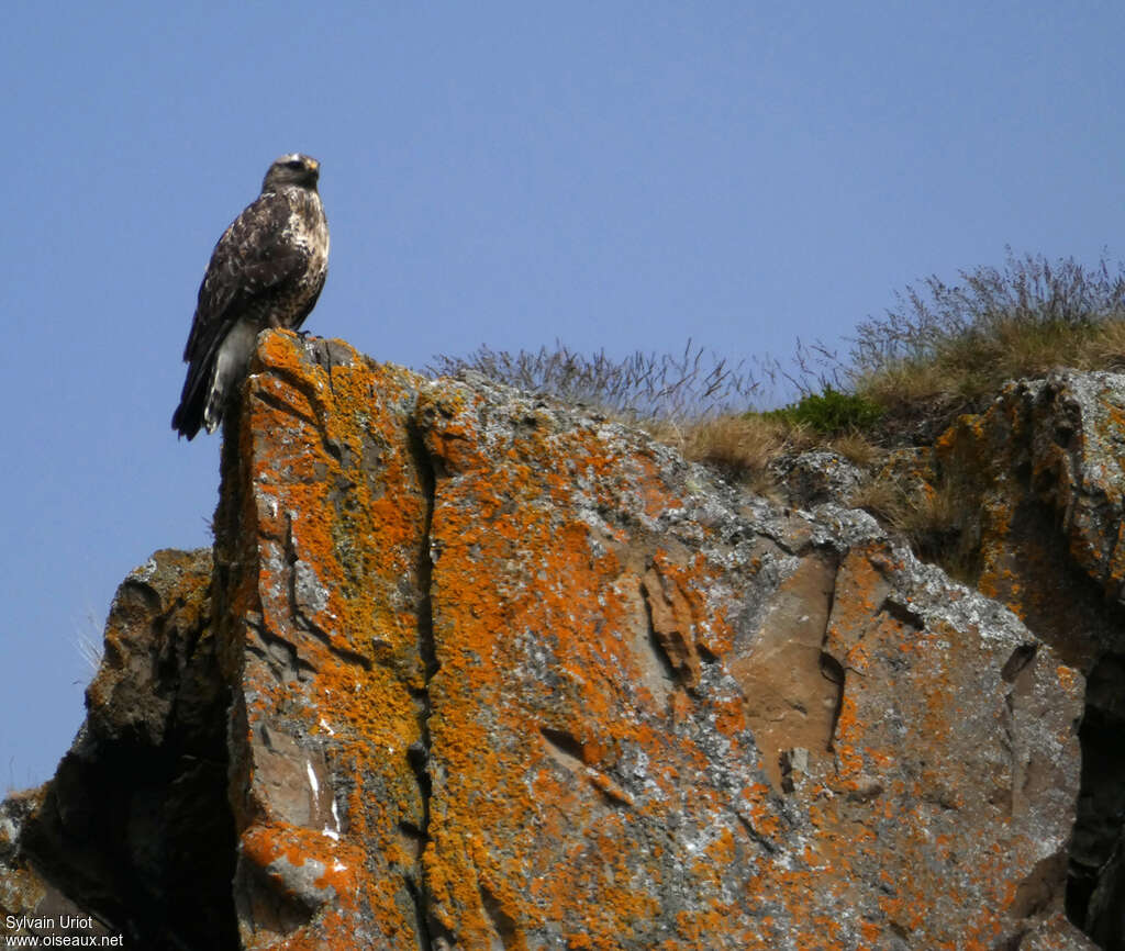 Rough-legged Buzzard male adult, habitat