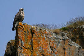 Rough-legged Buzzard