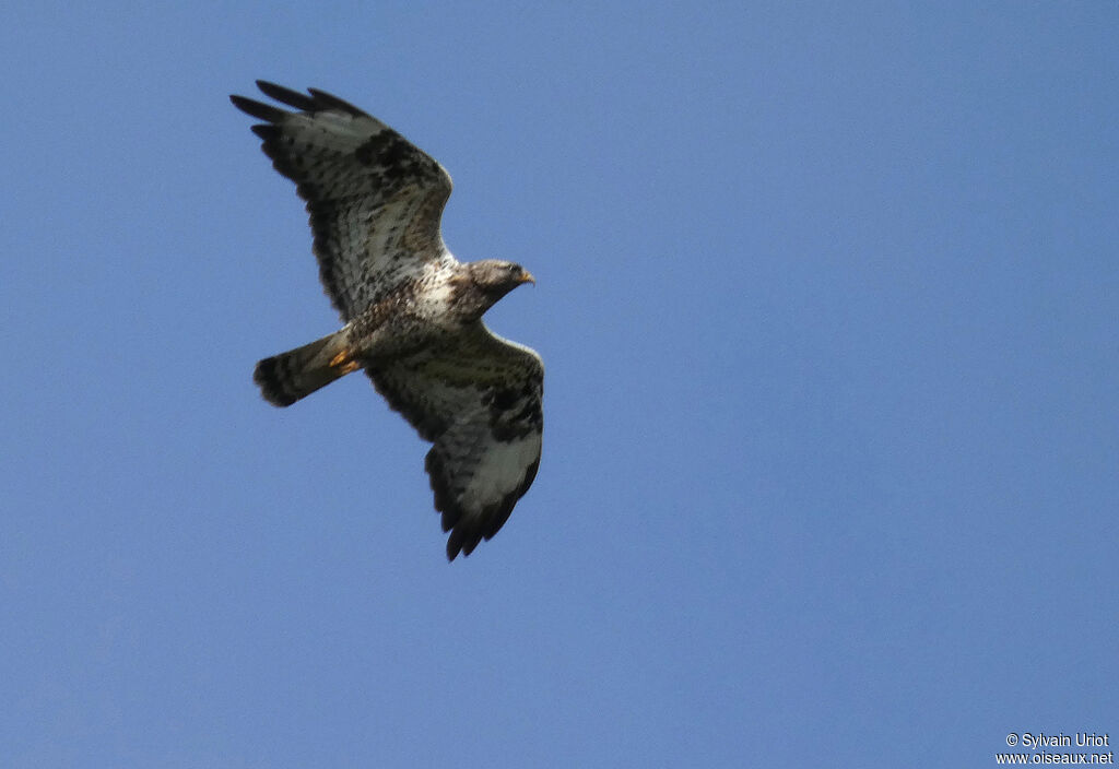 Rough-legged Buzzard male adult