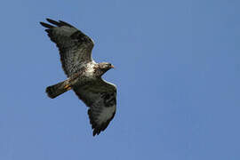 Rough-legged Buzzard