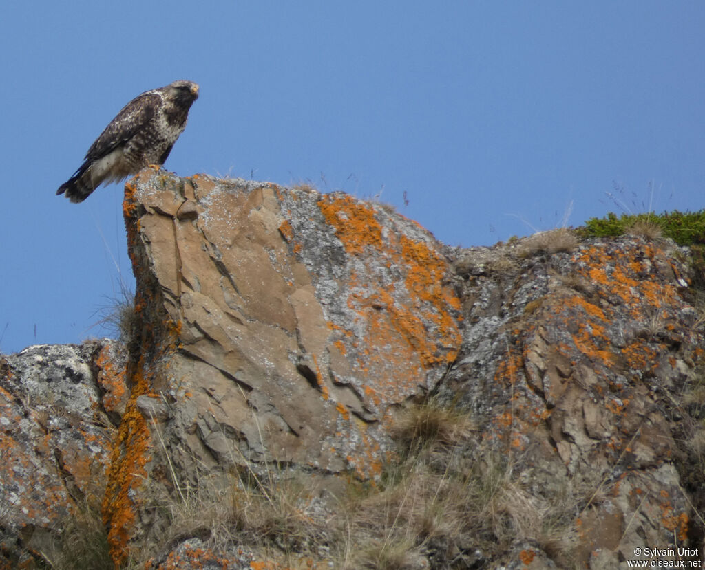 Rough-legged Buzzard male adult