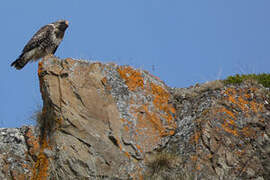 Rough-legged Buzzard