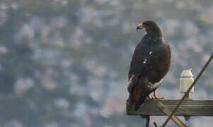 Jackal Buzzard