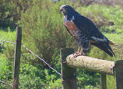 Jackal Buzzard