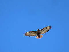 Jackal Buzzard