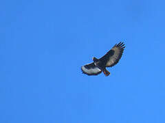 Jackal Buzzard