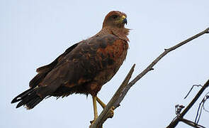 Savanna Hawk