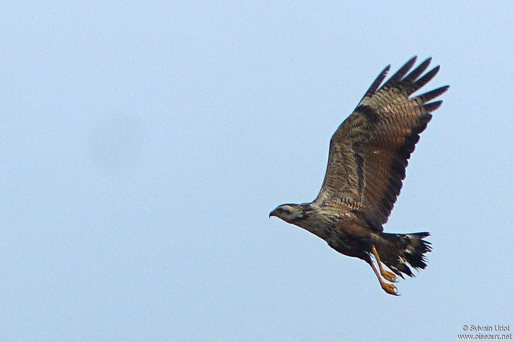 Savanna Hawksubadult