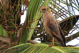 Savanna Hawk