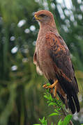 Savanna Hawk