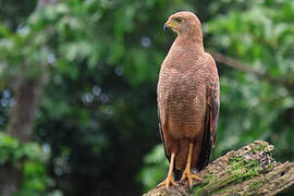 Savanna Hawk