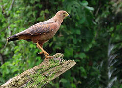 Savanna Hawk