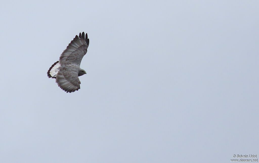 Variable Hawkadult