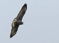 Variable Hawk