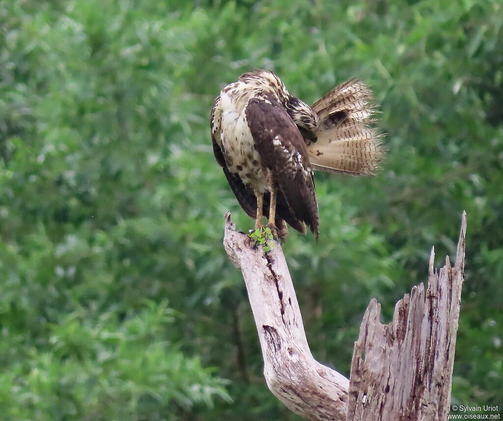 Great Black HawkFirst year