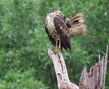 Great Black Hawk