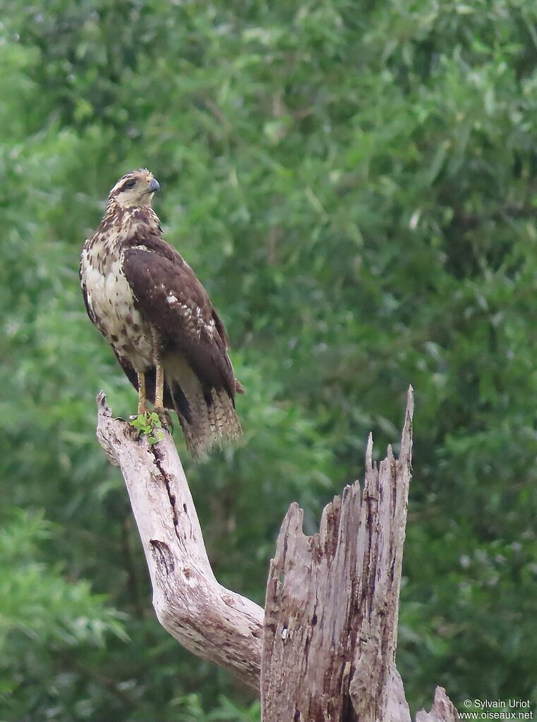 Great Black HawkFirst year