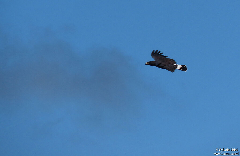 Great Black Hawkadult