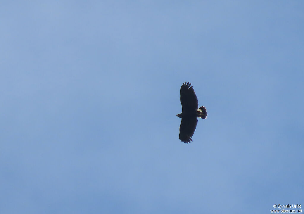 Great Black Hawkadult