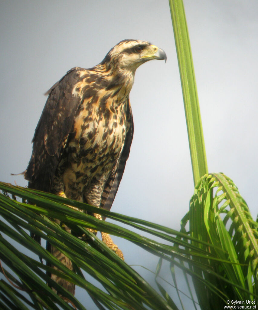 Great Black HawkFirst year