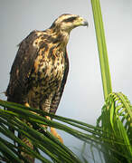 Great Black Hawk