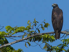 Great Black Hawk