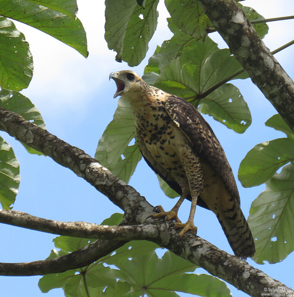 Great Black Hawkjuvenile