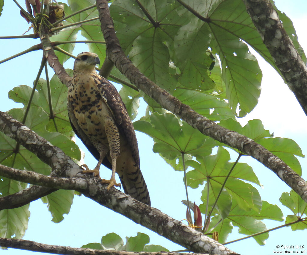 Great Black Hawkjuvenile