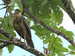 Great Black Hawk