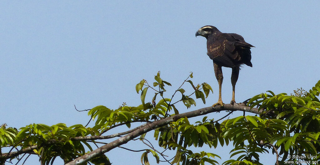 Great Black Hawksubadult