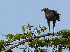 Great Black Hawk