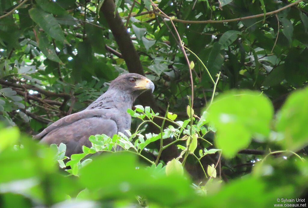 Great Black Hawkadult