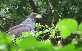 Great Black Hawk