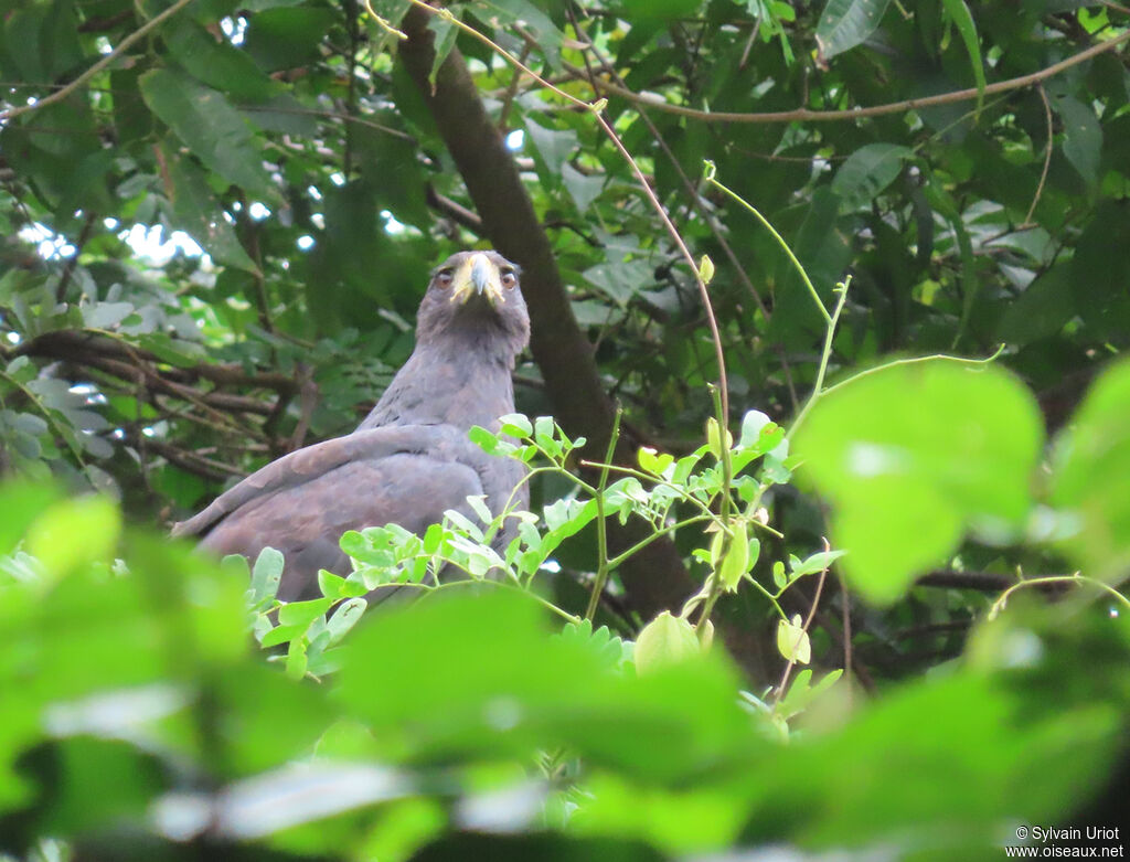 Great Black Hawkadult