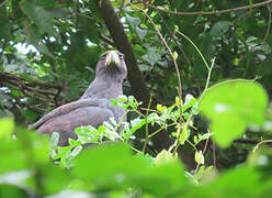 Great Black Hawk