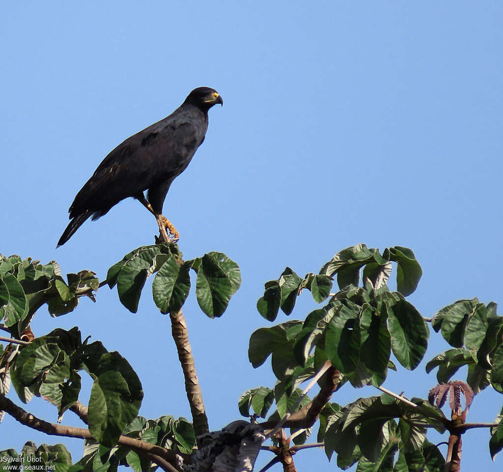 Great Black Hawkadult, fishing/hunting