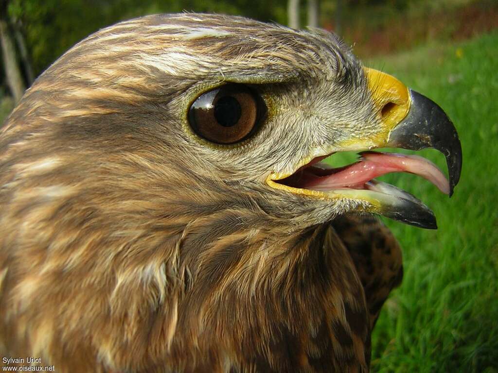 Common Buzzardadult, close-up portrait