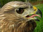 Buse variable