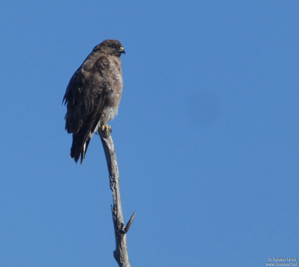 Common Buzzardadult