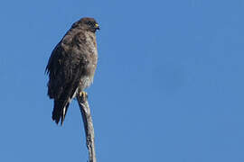 Common Buzzard