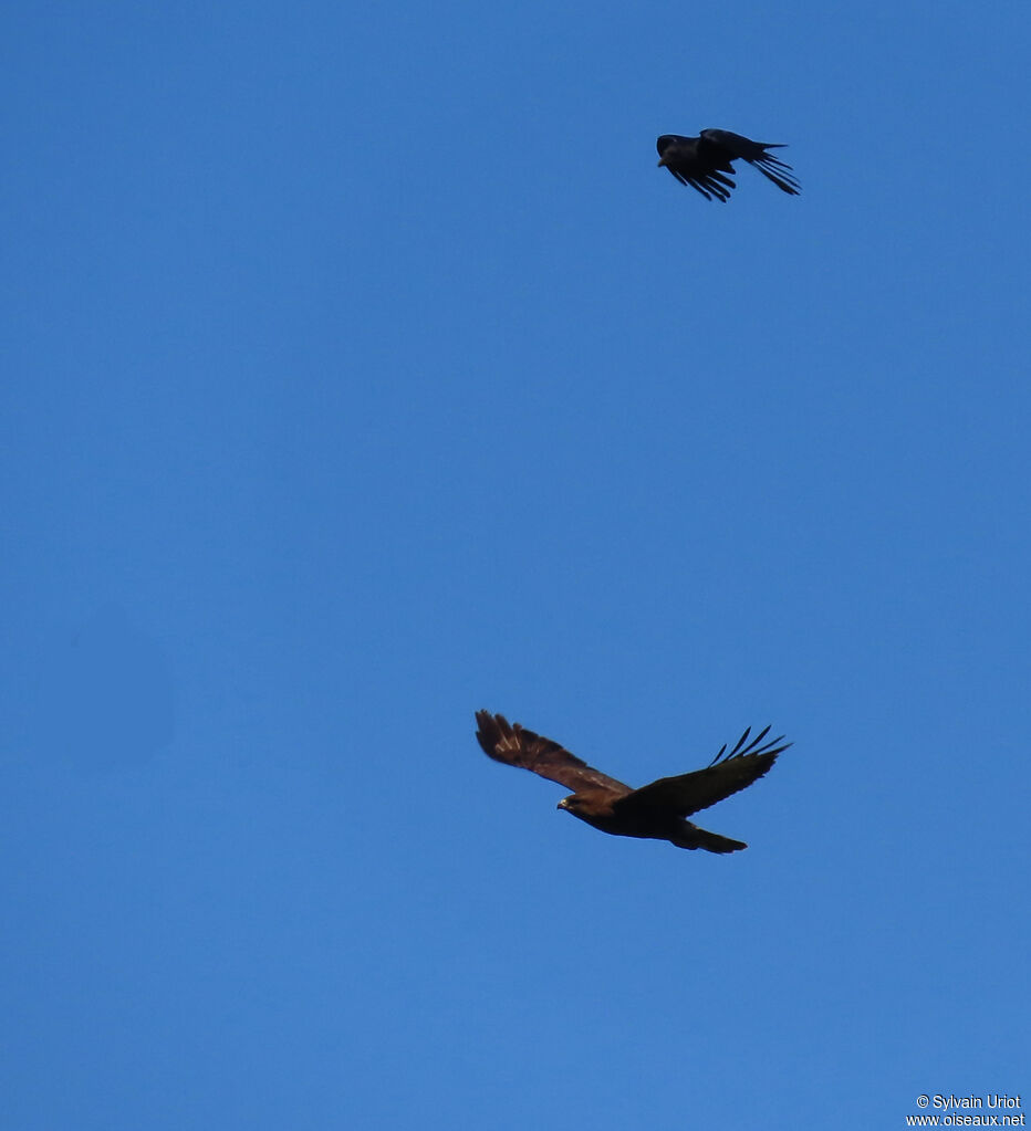 Buse variable adulte