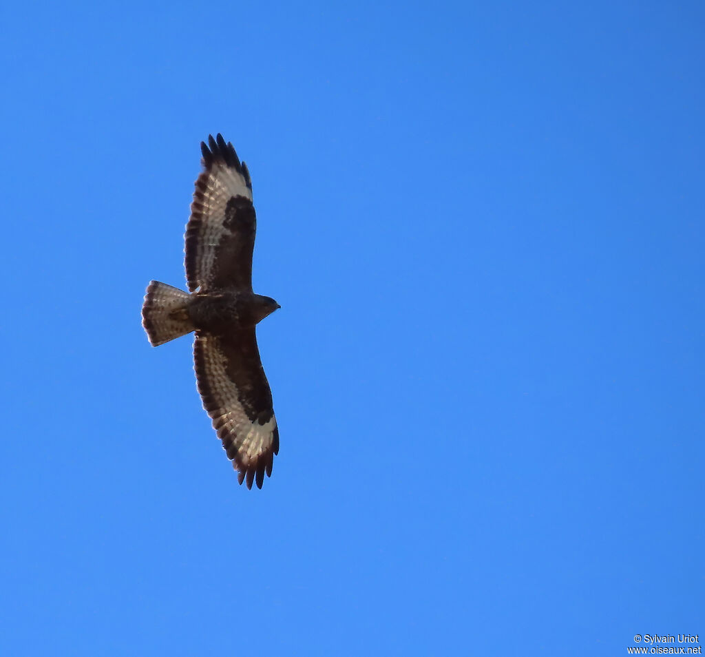 Buse variable adulte