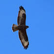 Buse variable