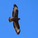 Buse variable