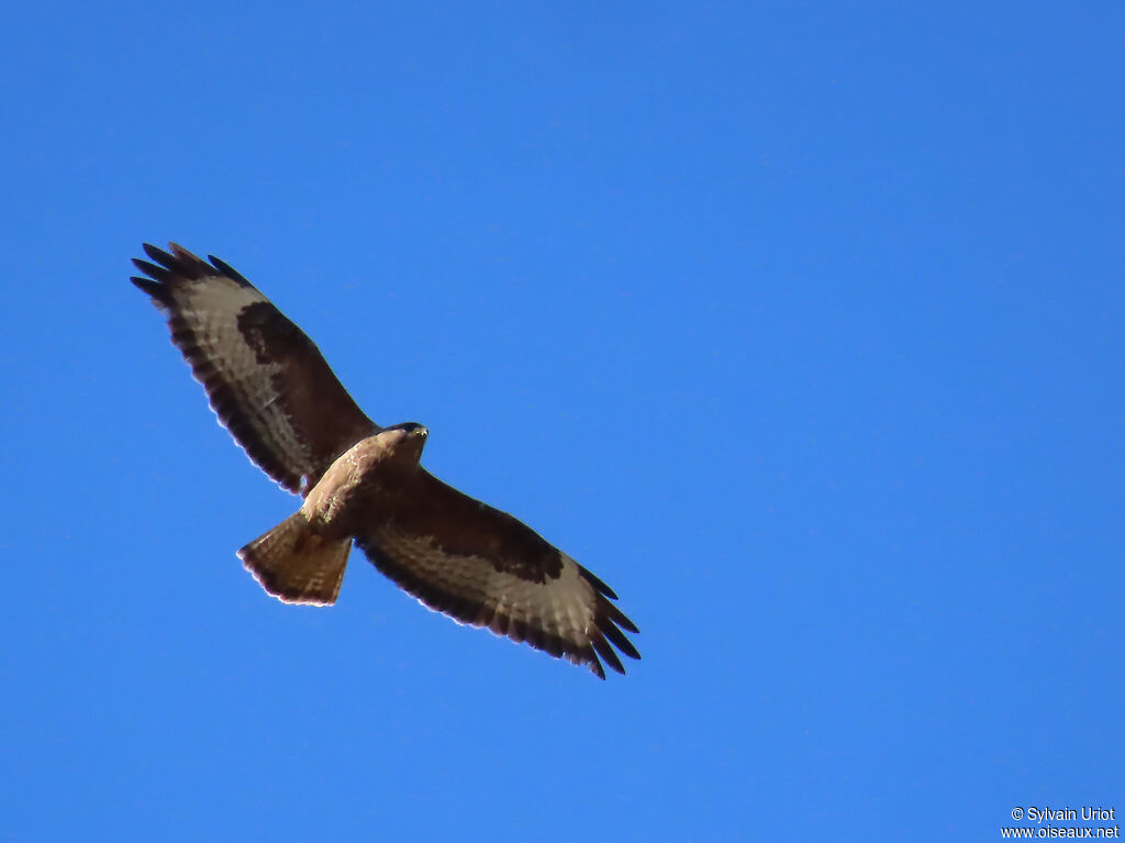 Common Buzzard adult