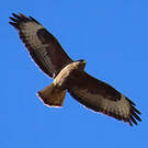 Buse variable