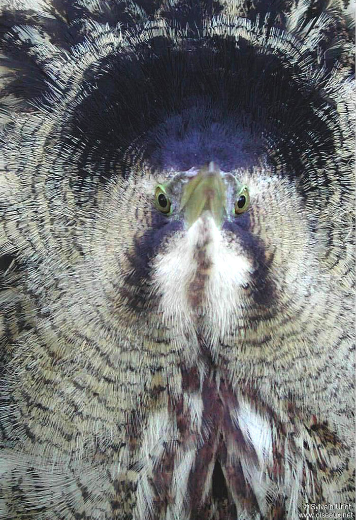 Eurasian Bitternadult, close-up portrait